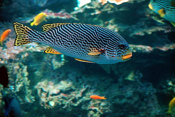 tropical-fish-colorful-fish-underwater-r