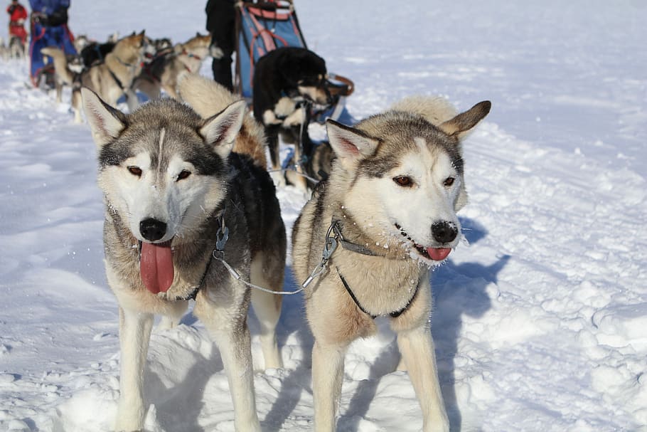 犬 スライド 凍る 冬 犬ぞり 雪 霜 寒さ そり犬 哺乳類 Pxfuel