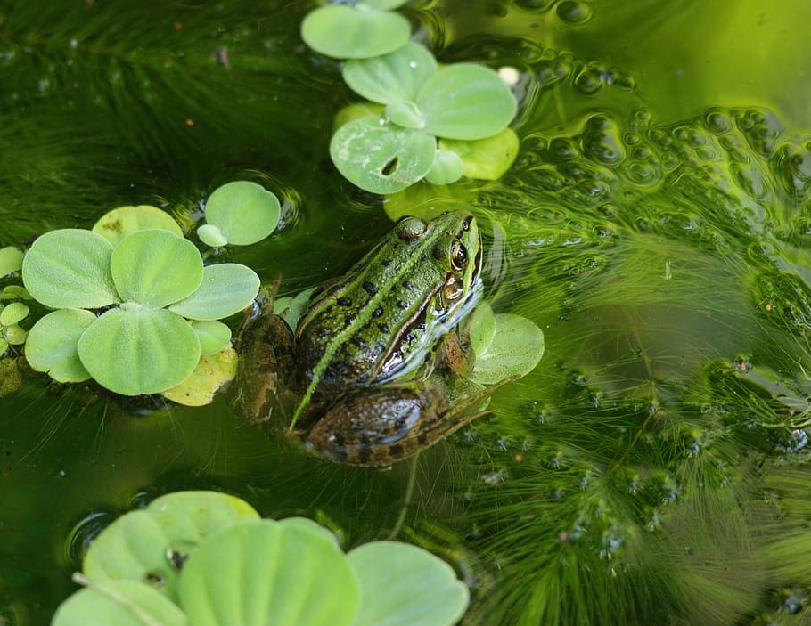 la rana, śmieszka, waterpolo, verde, agua, anfibios, paisaje, tranquilidad, verano, naturaleza