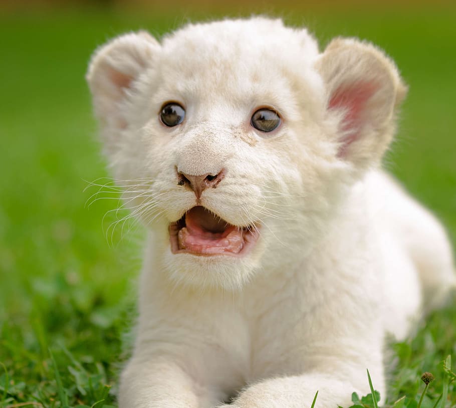 cachorro de tigre blanco, león, blanco, lindo, adorable, ojos, color, Temas de animales, animal, mamífero