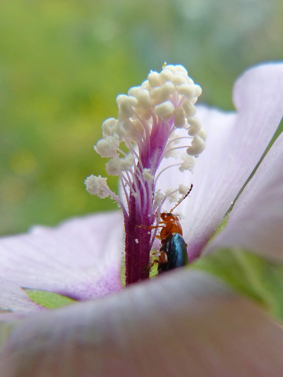 weevil, beetle, pollen, pistils, stamens, flower, libar, detail, tiny, flowering plant