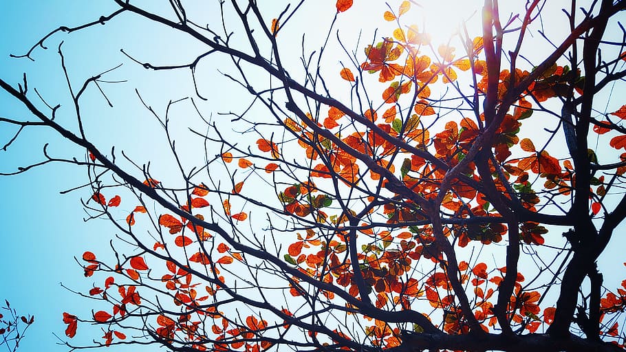 nature, trees, leaves, branches, twigs, sky, sun, light, peep, autumn