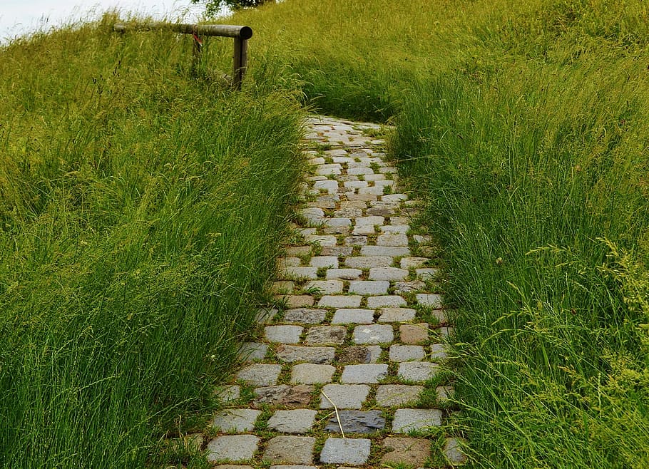 Away, Meadow, Nature, Path, paving stones, agriculture, grass, field, green color, crop