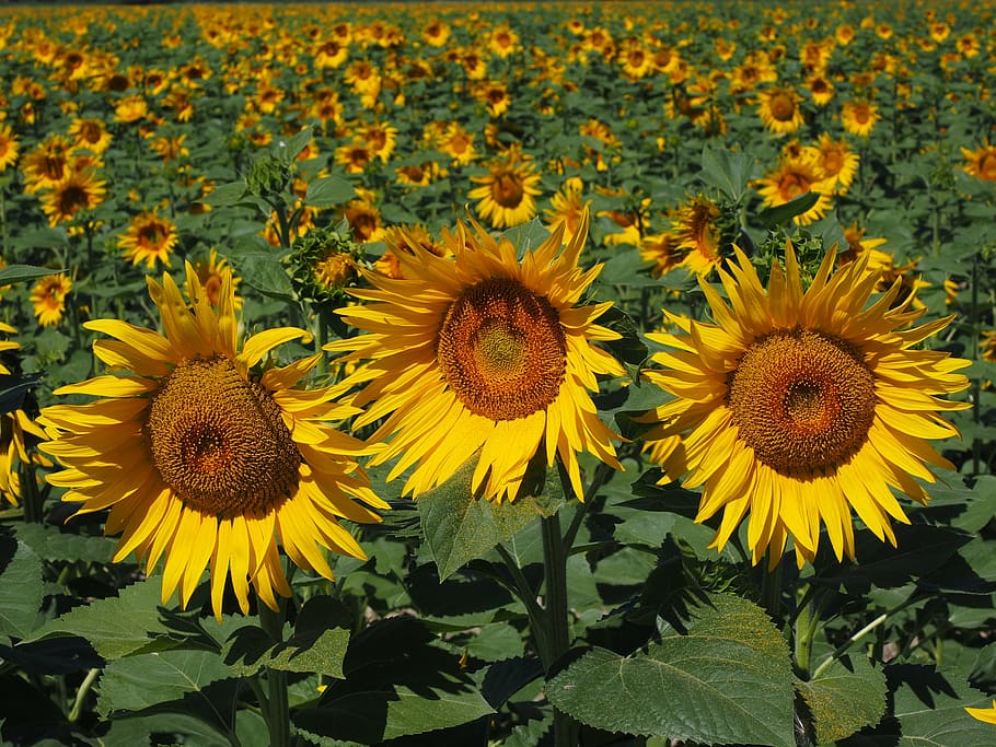 sunflower, sunflower field, helianthus annuus, flower, nature, plant, blossom, bloom, yellow, inflorescence