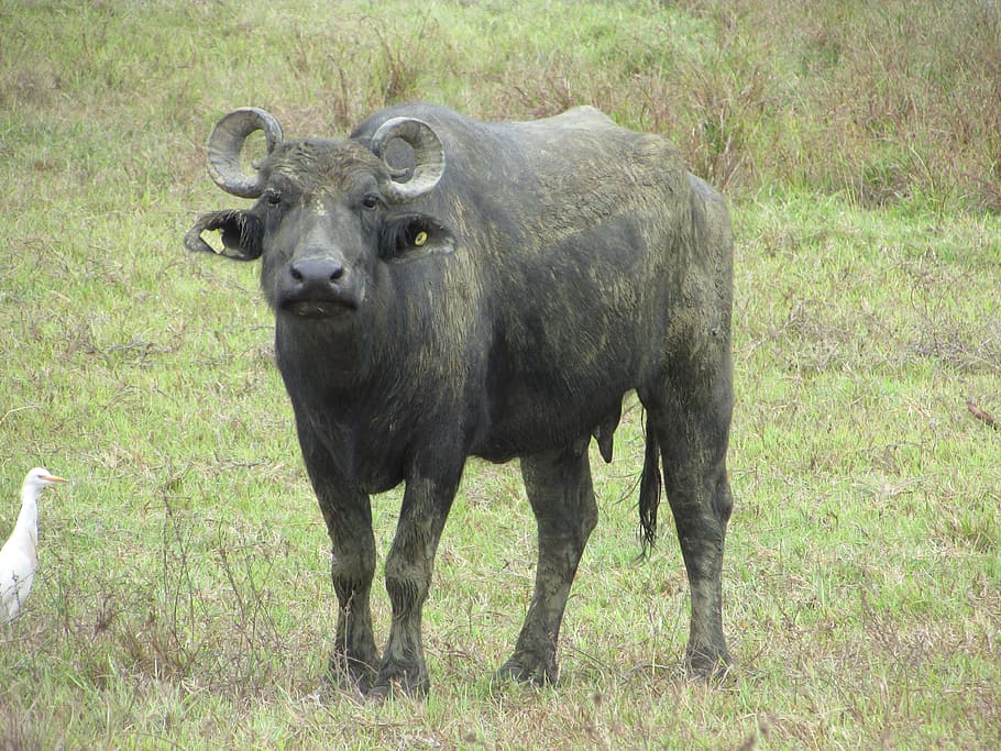 buffalo, animal, horns, animals, toro, nature, livestock, montería, cordoba, farm
