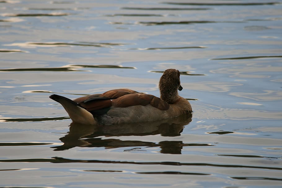 egyptian goose, goose, pond, water, ripples, bird, fly, wings, feather, wildlife