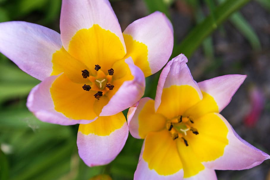 tulip, tumor kuning, bicolor tulip, musim semi, mekar, berkembang, bunga, taman, alam, dekorasi