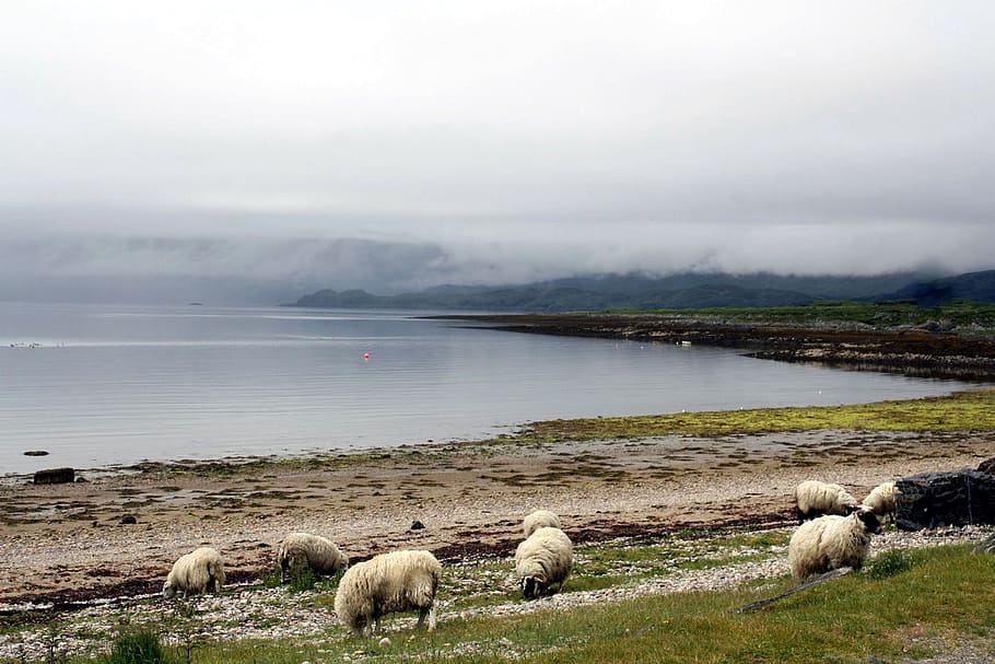hewan, domba, nebelschleier, fotografi cuaca buruk, dataran tinggi barat, skotlandia, ballachulish, malt tunggal, oban, tolkien