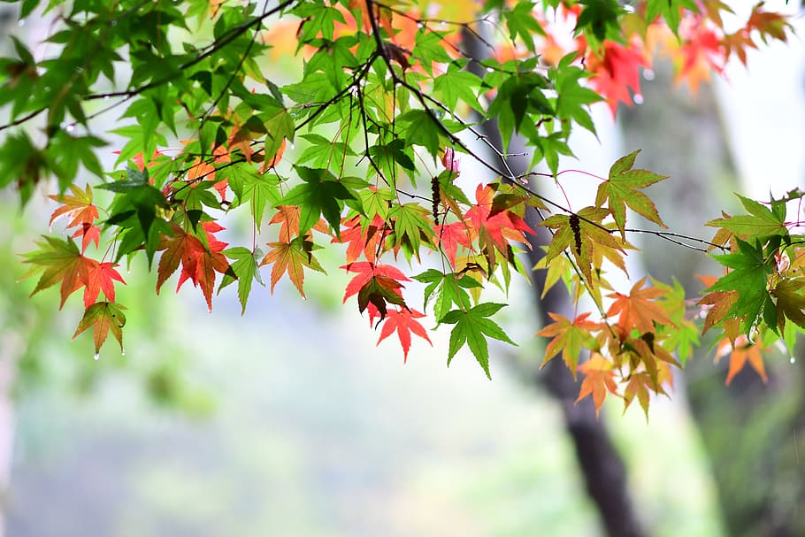 selective, focus photography, maple, leaves, daytime, maple leaf, red maple, station bend, fushou mountain farm, leaf