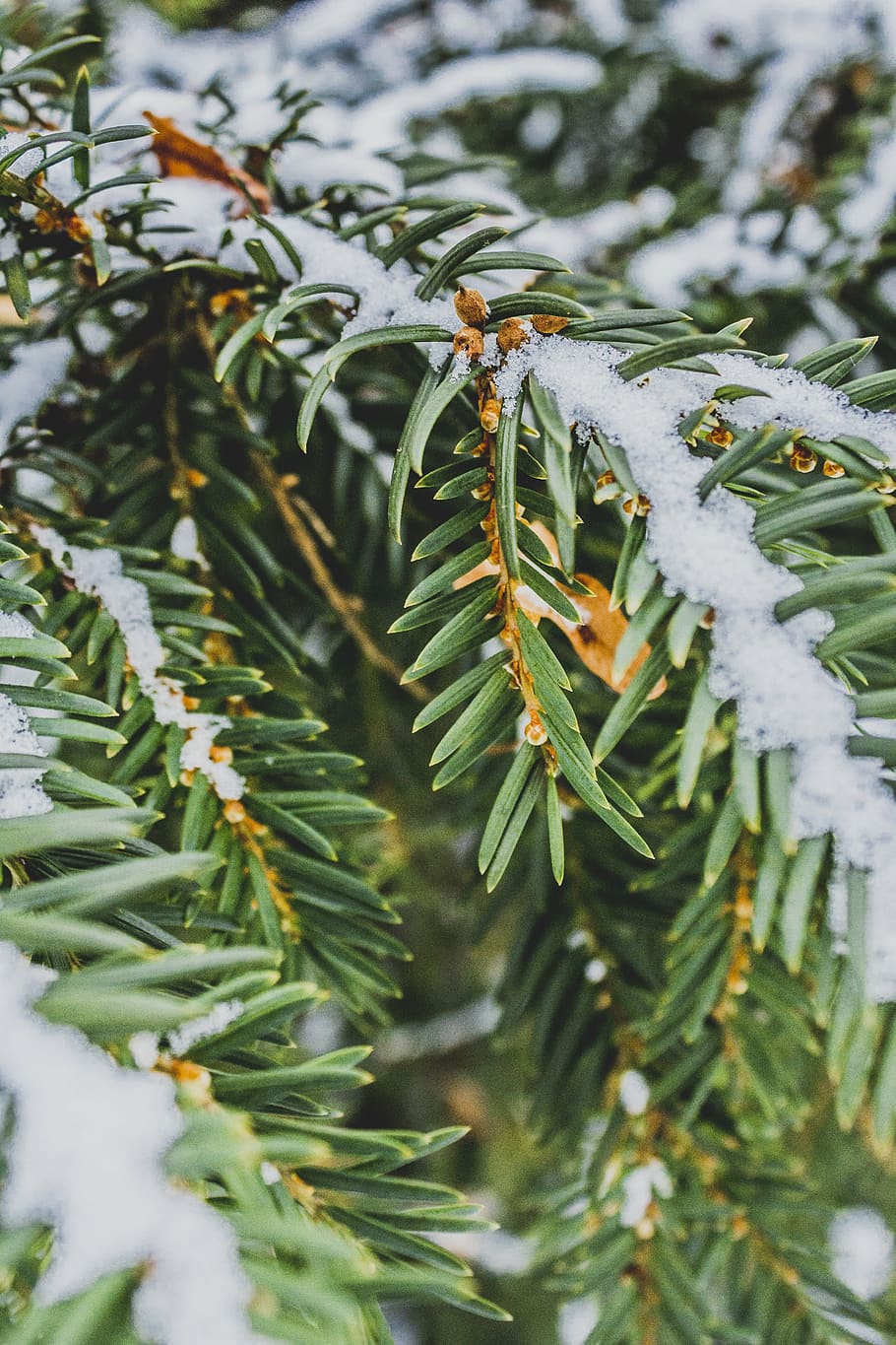 agujas, pino, invierno, nieve, verde, naturaleza, árbol, ramitas, árbol de navidad, iglak