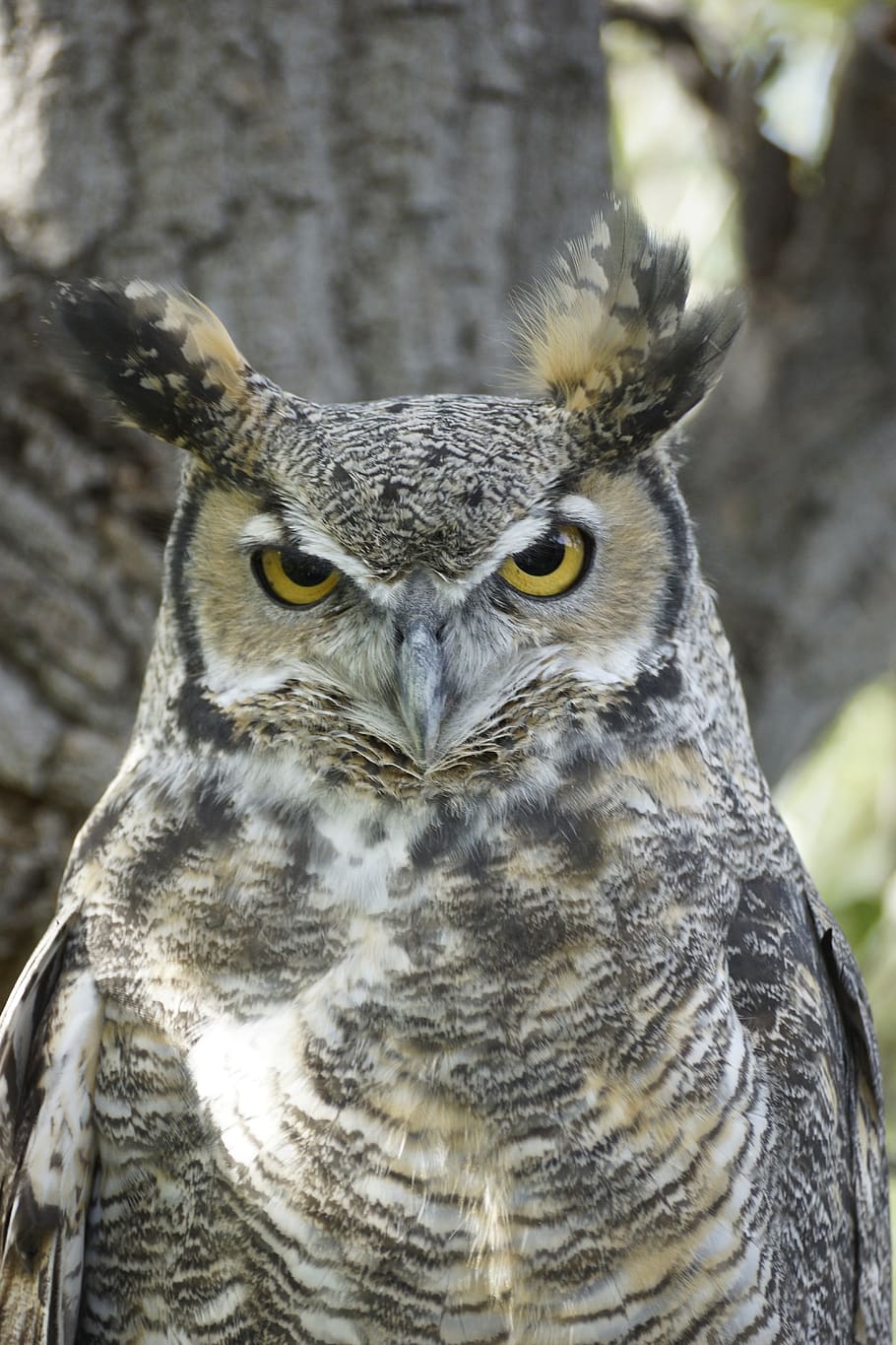great horned owl, bird, eyes, watching, feather, beak, owl, horned, great, nature