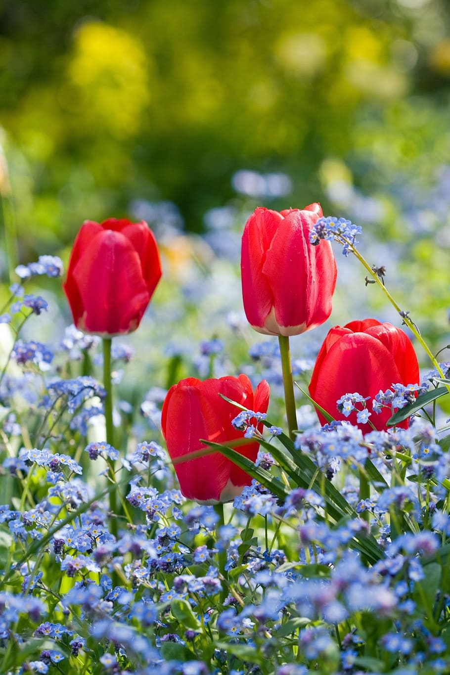 red tulip flower, tulip, tulips, flower, flowers, forget-me-not, forget-me-nots, red, blue, floral