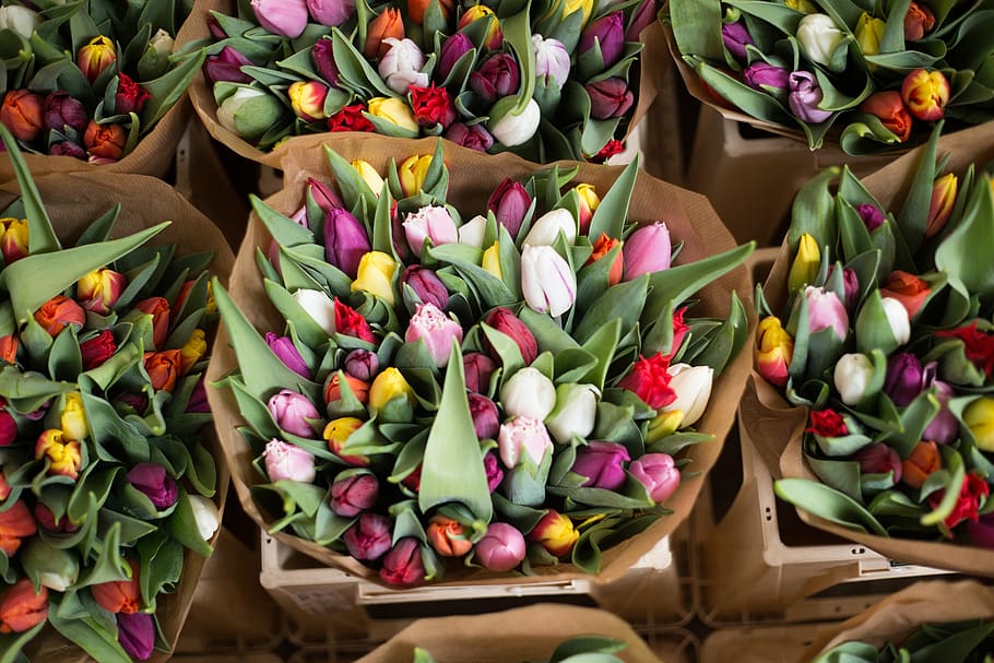 tulipas, flores, buquê, cesta, beleza, natureza, planta com flor, flor, tulipa, frescor