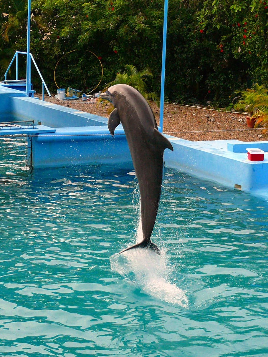 dolphin, show, jumping, pool, dominican, republic, exotic, country, beautiful, animal