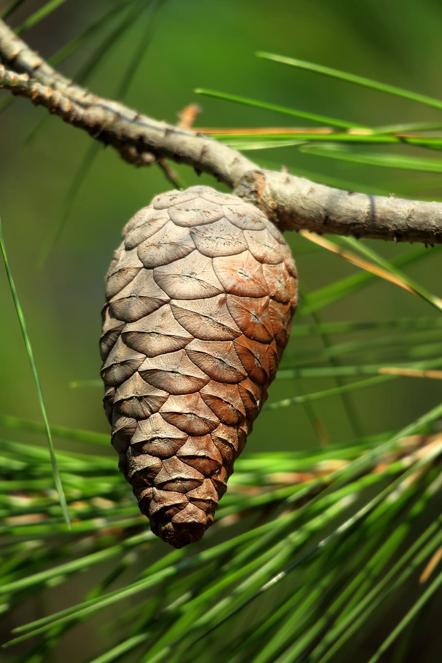 tap, brown, pine, pine cones, tree, mediterranean, conifer, closed, close-up, focus on foreground