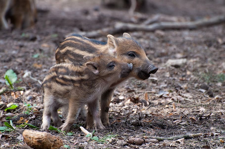 two, brown-and-black piglets, ground, little pig, wild boars, spring, wild, wild boar, sow, mammal
