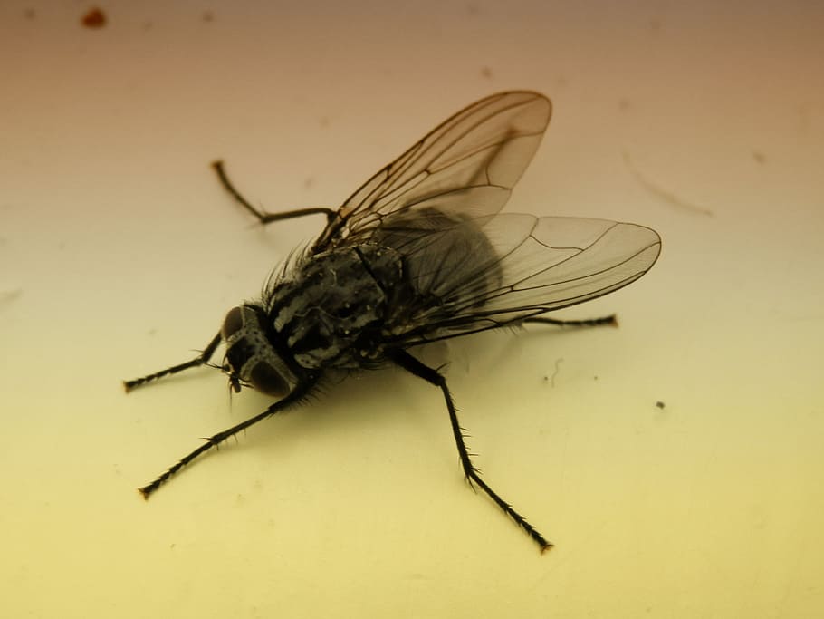 Bluebottle, Fly, Insect, Nature, Bug, bluebottle, fly, housefly, animal, macro, close-up