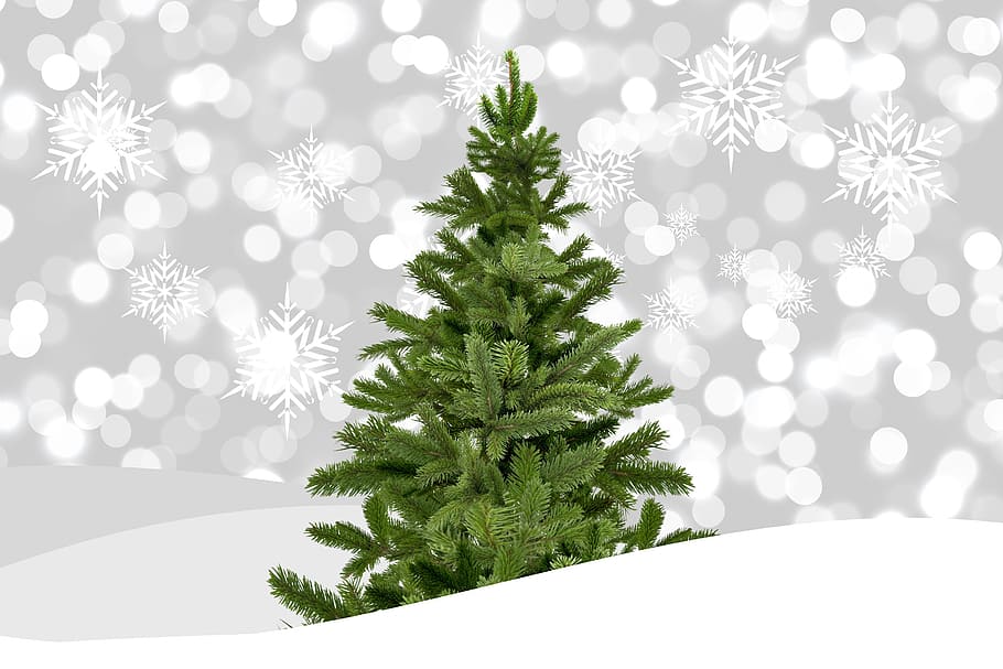 green, christmas tree, christmas, bokeh, winter, christmas time, background, christmas motif, tree, christmas card