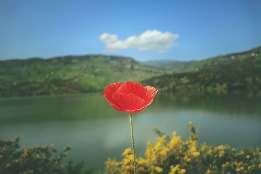 red, poppy flower, bloom, daytime, petal, flower, trees, mountain, lake, water