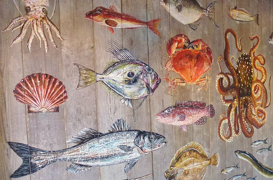 variedad, mural de criaturas marinas, peces, animales marinos, meeresbewohner, criatura acuática, mundo submarino, animales, colorido, criatura