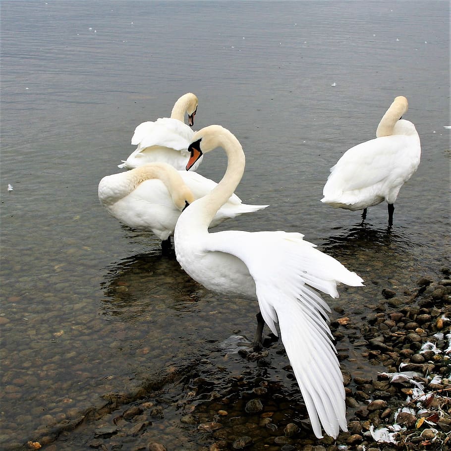 herd, lake, swan, white, beautiful, water bird, beach, bodensee, winged, wild birds