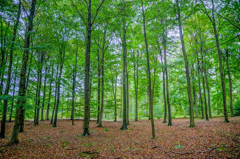 tall, green, leafed, trees, daytime, forest, beech, wood, nature, landscape