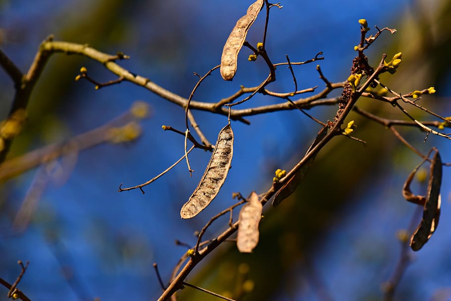 pod, seed, branch, tree, nature, plant, growth, selective focus, focus on foreground, day