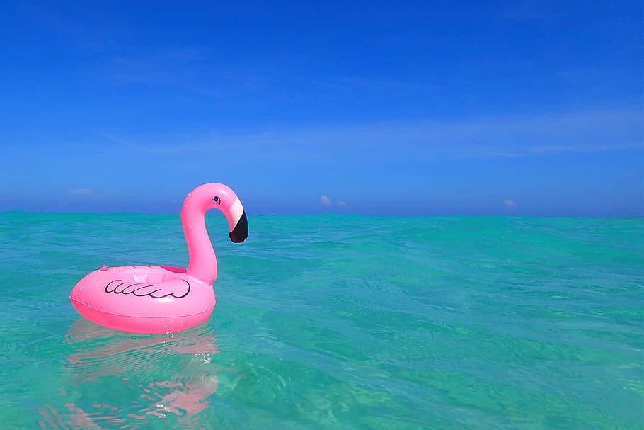 розовый, надувной, плавающий, фламинго, тело, воды, водоем, лебедь, птица, природа