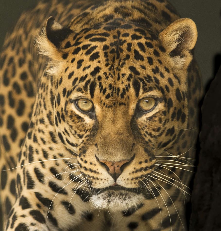 shallow, focus photography, cheetah, leopard, africa, eyes, intense, green, big 5, kruger
