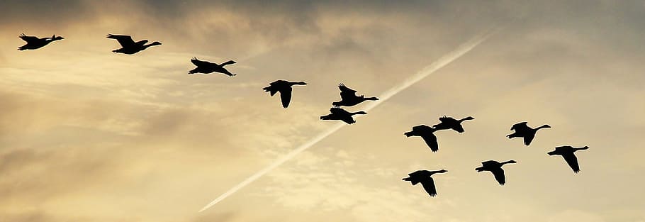 flock, canada geese silhouette photography, sky, clouds, geese, flightless geese, covered sky, the sky, birds, fly
