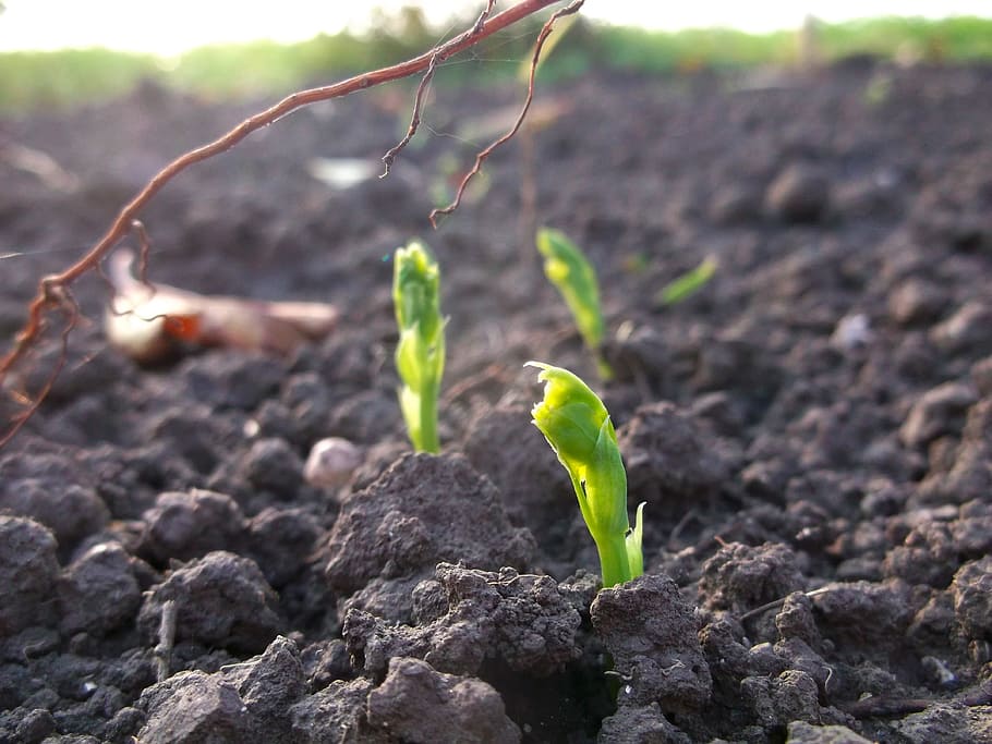 peas, sprouts, plant, food, fresh, green, growth, beginnings, nature, dirt