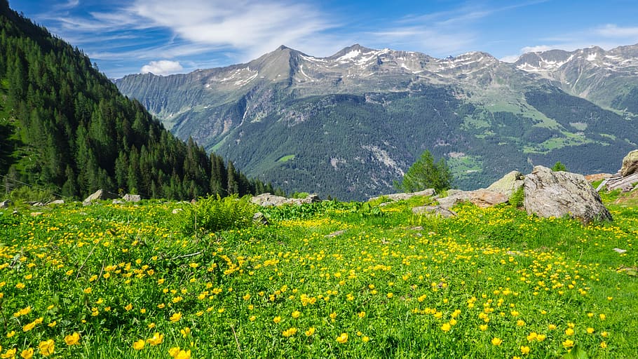 yellow, flower field, mountain, daytime, meadow, flowering meadow, mountains, landscape, switzerland, plant