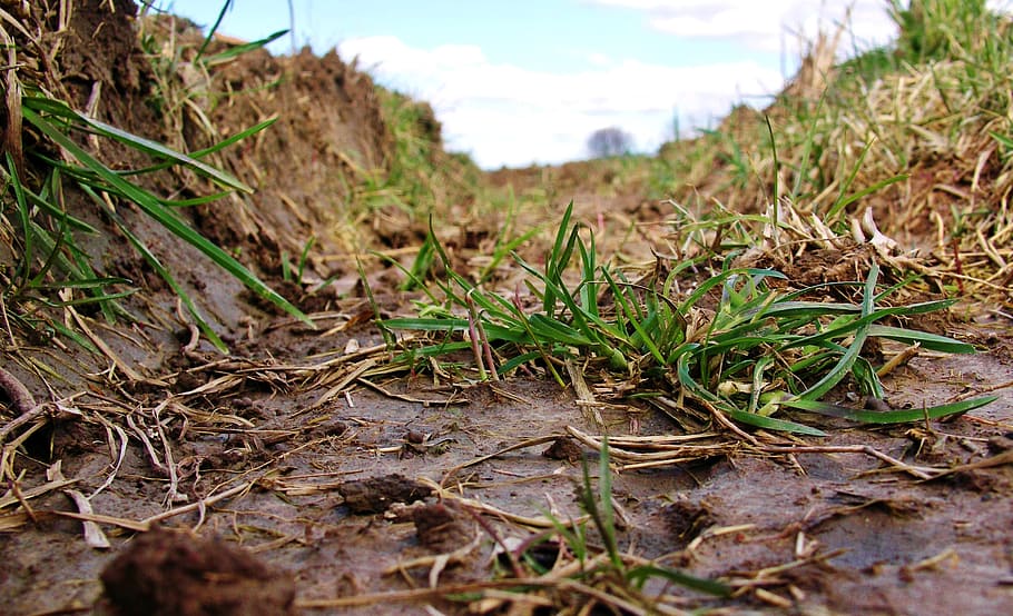 lane, furrow, close, grass, plant, nature, land, day, growth, field