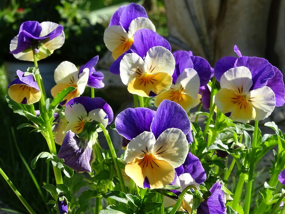 400–500, violet, viola, flower, spring flower, viola cornuta, blossom, bloom, garden, flowering plant