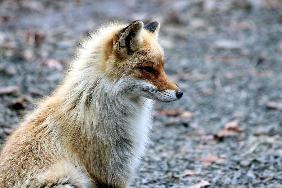 focal, focus photography, white, brown, closeup, Fox, the red fox, vulpes vulpes, red fox, forest animal