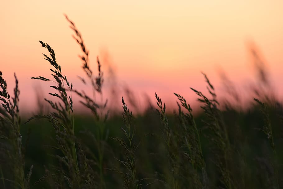 foto de campo de hierba, maíz, puesta de sol, naturaleza, verde, vegetación, verano, colores, vegetación silvestre, plantas