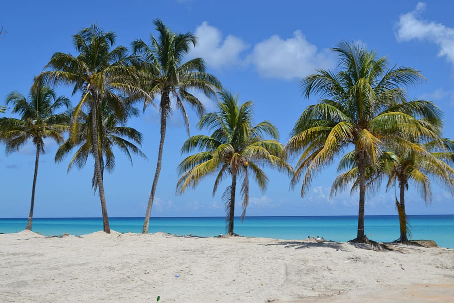 blue sky, white beach, white sand, sea, sandy beach, air, sun, beautiful beach, tropical climate, palm tree