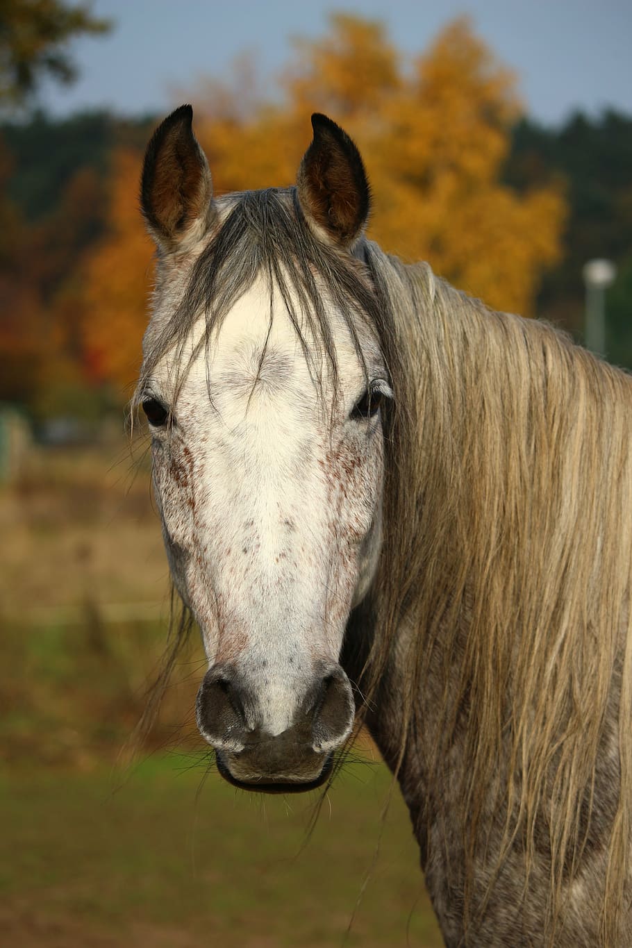caballo, moho, pura sangre árabe, otoño, melena, cabeza de caballo, pasto, yegua, ojo de caballo, follaje de otoño
