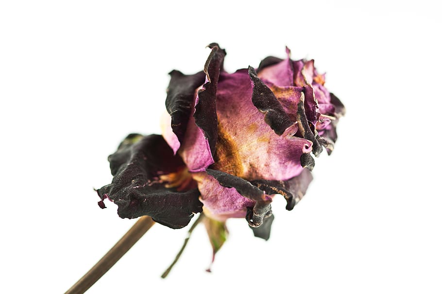 flower, macro, rose, white background, studio shot, vulnerability, fragility, close-up, indoors, flowering plant