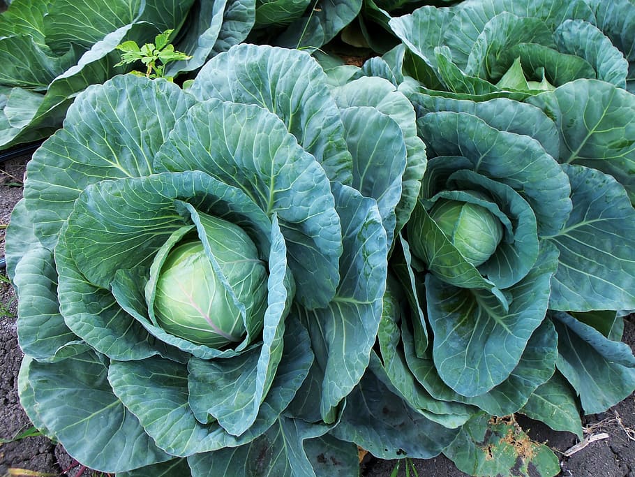 two green cabbages, col, cabbage, cabbages, leaves, green, agriculture, nature, vegetables, power