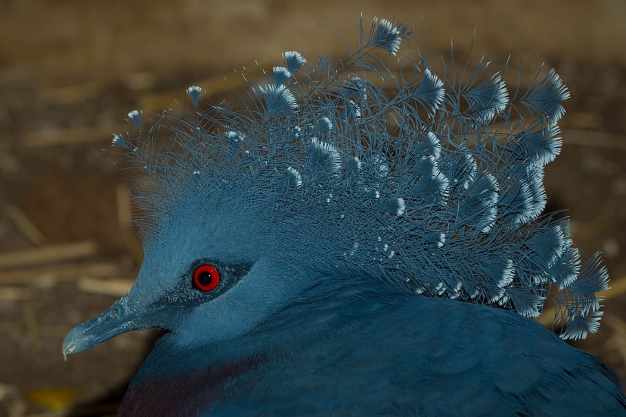victoria crowned pigeon, bird kingdom, bird, blue, pigeon, tropical, animal, wildlife, feathers, vertebrate