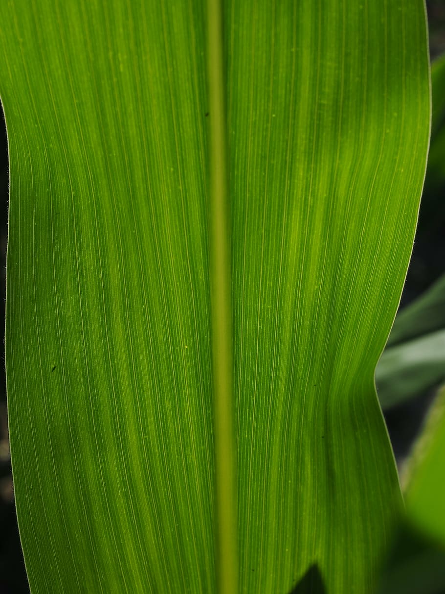 folha de milho, detalhe, veias da folha, milho, verde, fechar, cor verde, plantar, folha, parte da planta