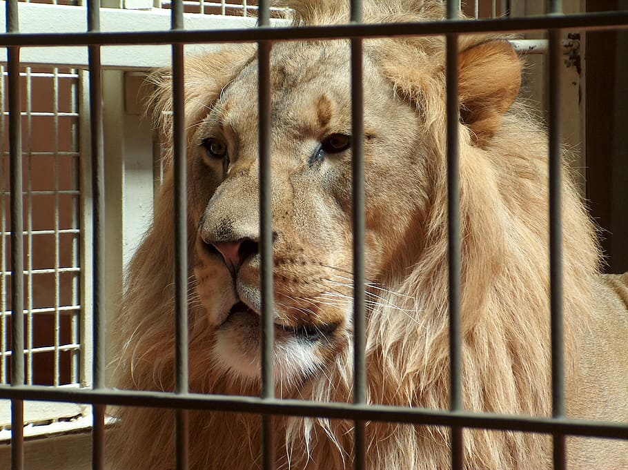 Lion, Zoo, Animal, cage, trapped, animals in captivity, animal themes, close-up, one animal, mammal