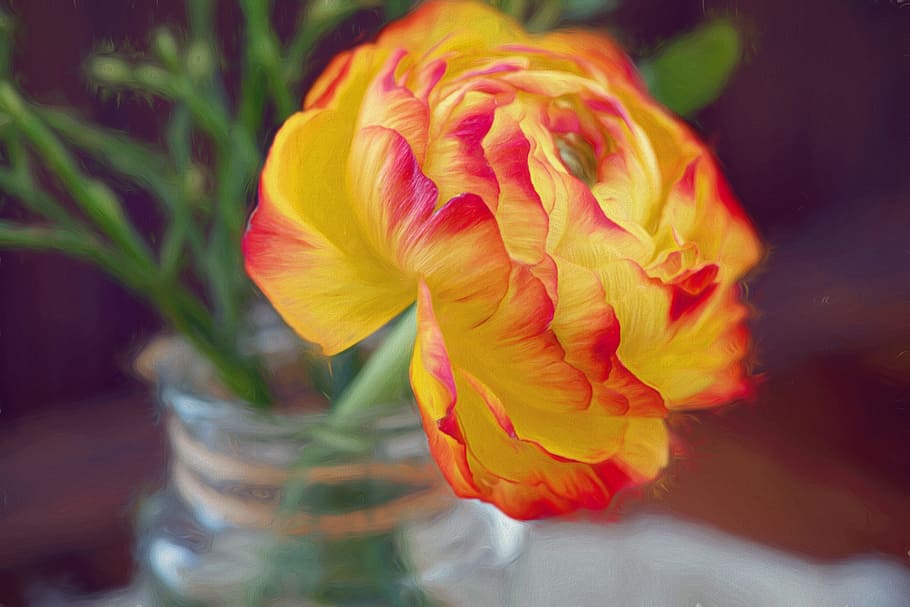 selective, focus photography, white, red, ranunculus flower, painting, flower, blossom, bloom, vase