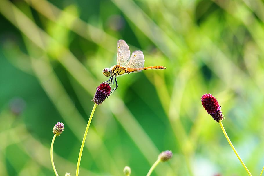 wildflower, butterfly, mountin, flower, wild, nature, plant, green, beatiful, dragonfly