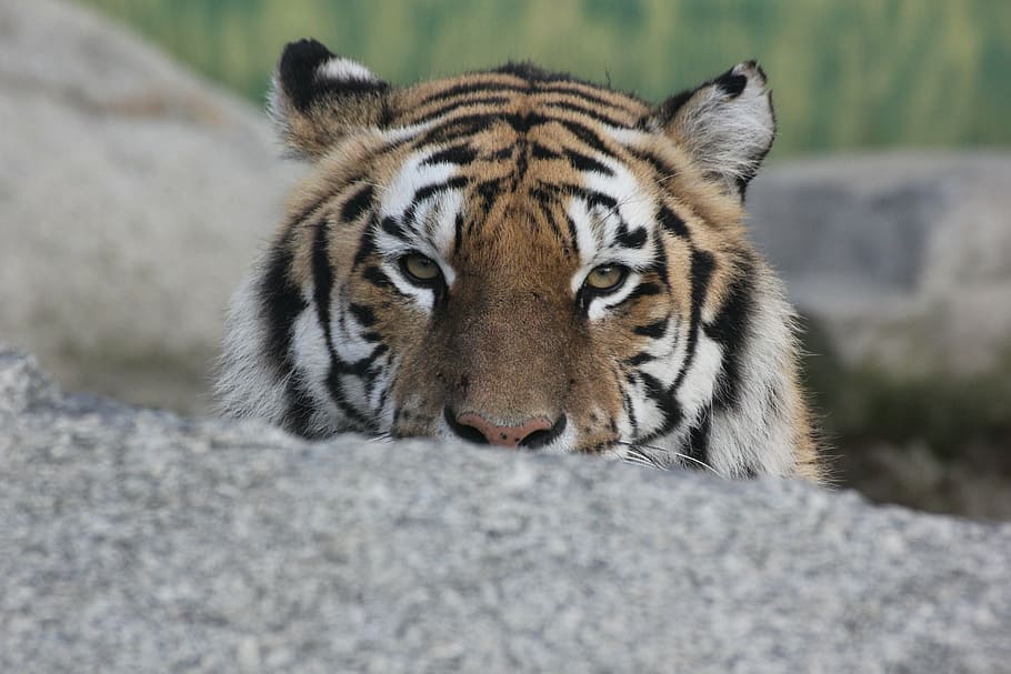 tiger, animal, relaxation, rest, look, animal themes, one animal, animal wildlife, mammal, animals in the wild