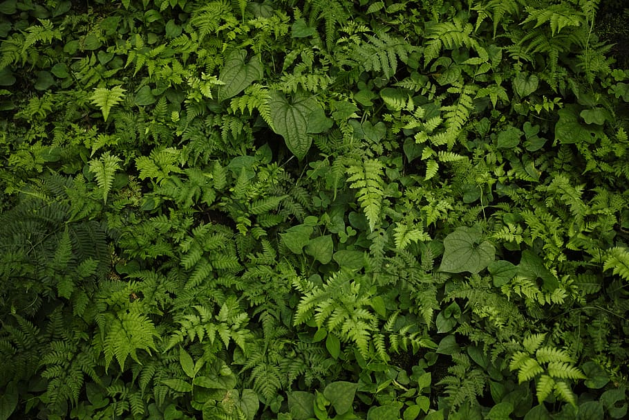 plant, green, leaf, background, fern, woods, thicket, green color, growth, plant part