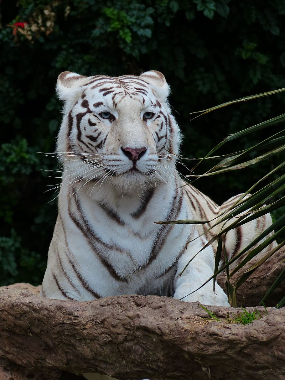 white, tiger, lying, stone, white bengal tiger, predator, cat, dangerous, wildcat, big cat