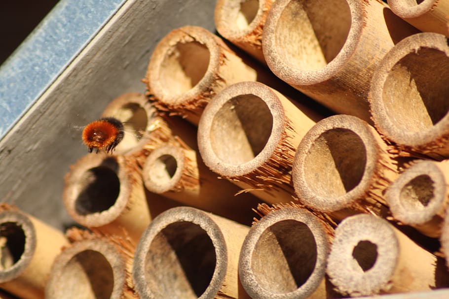 insect hotel, wild bee, garden, bee hotel, nature conservation, large group of objects, abundance, still life, close-up, food and drink