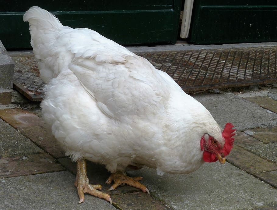 Animal, Chicken, Legs, Feathers, Egg, chicken, legs, peck, scratch, comb, bird